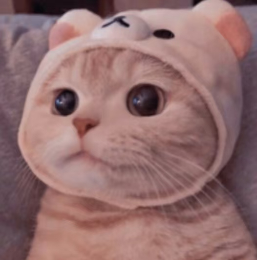 猫猫云加速器